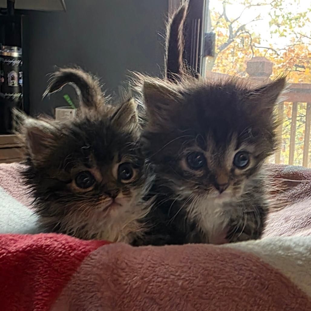 Enlarge Tuxedo Mask, a Adoptable Domestic Medium Hair in Kansas City, MO image 5/6