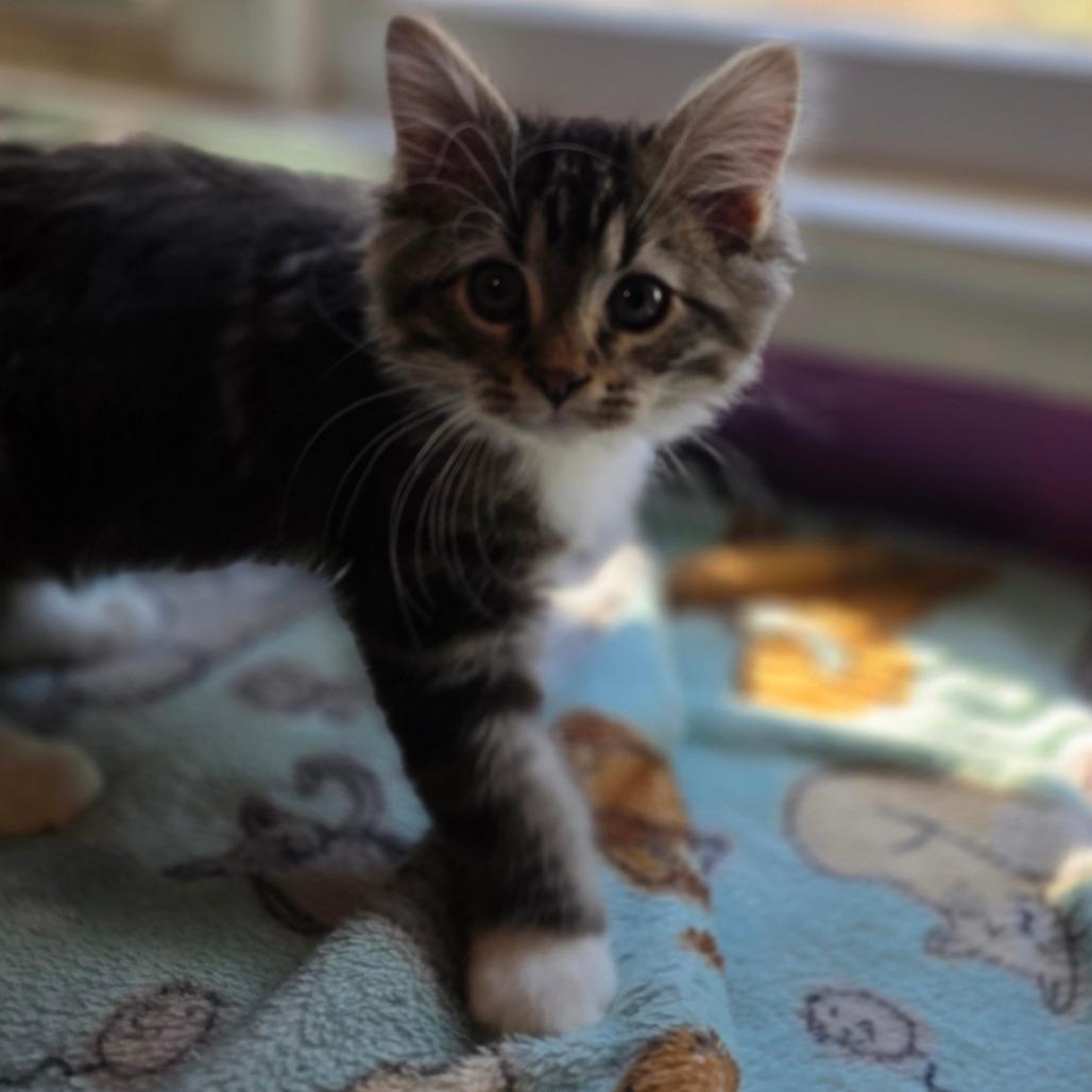 Enlarge Tuxedo Mask, a Adoptable Domestic Medium Hair in Kansas City, MO image 6/6