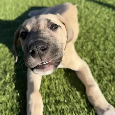 Enlarge Gold (Goldie), a ADOPTABLE Great Dane in Mesa, AZ image 5/5