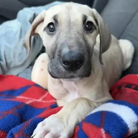 Enlarge Gold (Goldie), a ADOPTABLE Great Dane in Mesa, AZ image 2/5