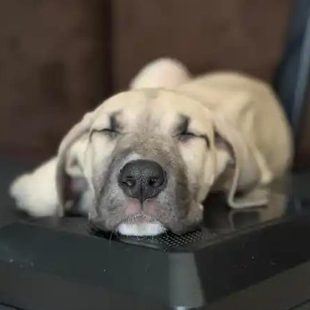 Enlarge Gold (Goldie), a ADOPTABLE Great Dane in Mesa, AZ image 3/5