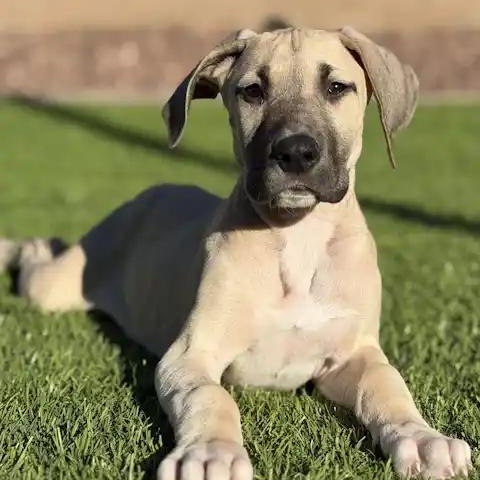 Enlarge Gold (Goldie), a ADOPTABLE Great Dane in Mesa, AZ image 1/5
