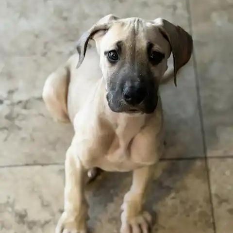 Enlarge Gold (Goldie), a ADOPTABLE Great Dane in Mesa, AZ image 4/5