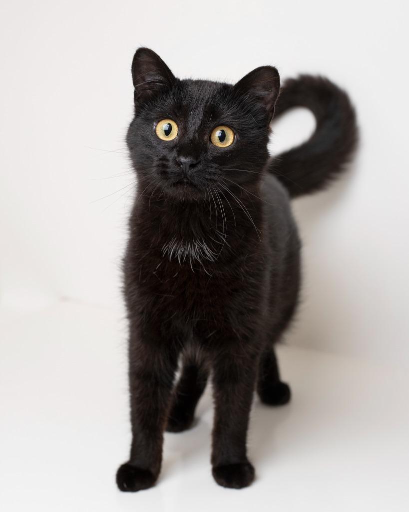 Enlarge Bo Peep, a Adopted mixed breed in Boone, IA image 1/3