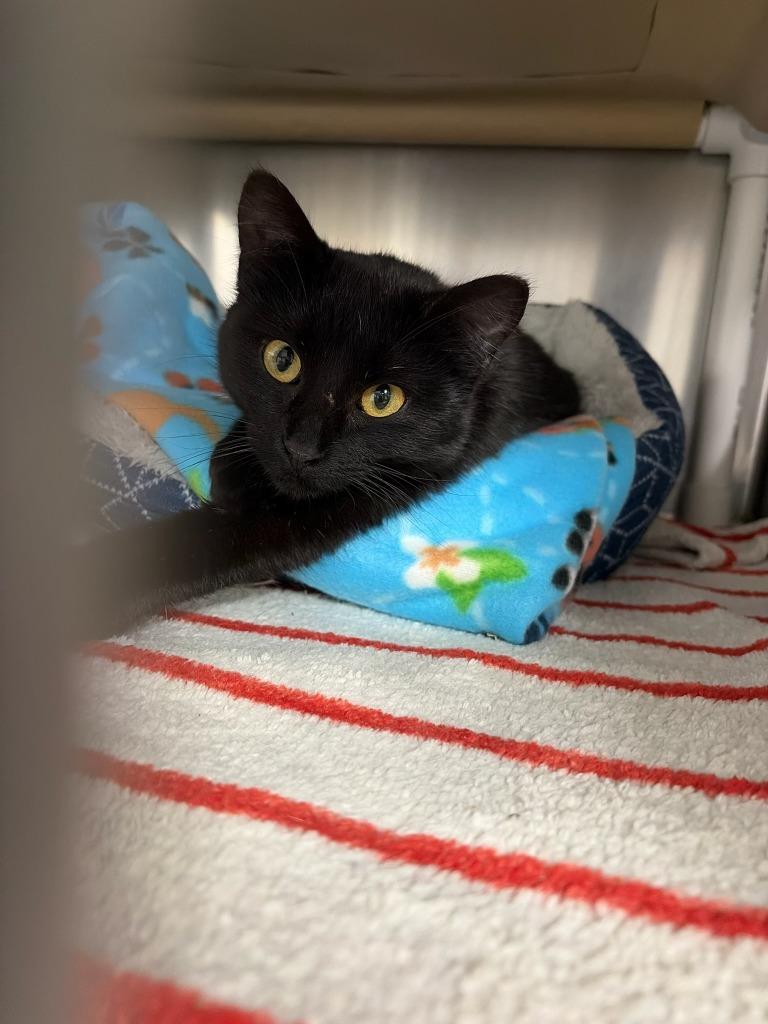 Enlarge Bo Peep, a Adopted mixed breed in Boone, IA image 3/3