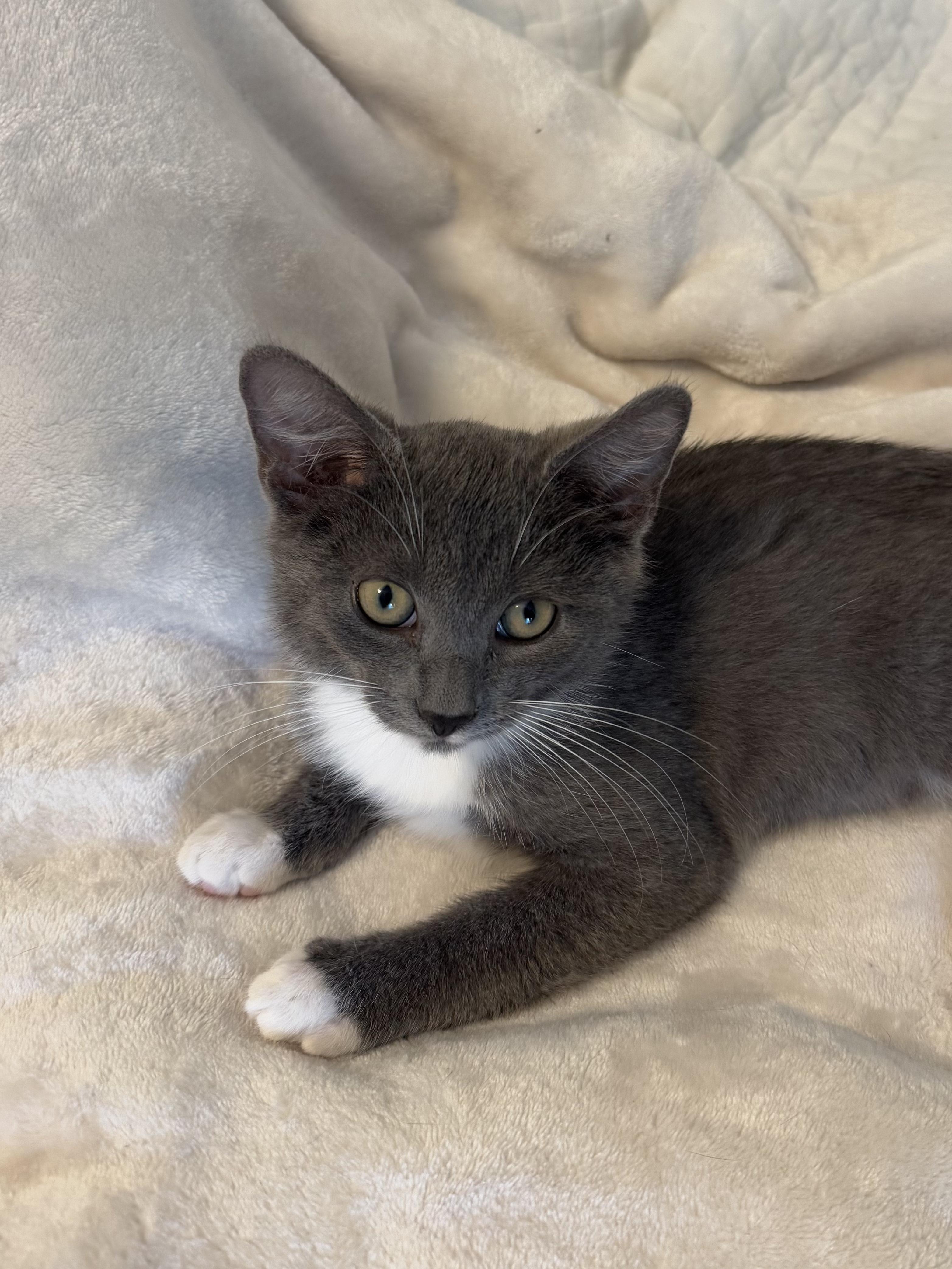 Enlarge Socks, a Adoptable Domestic Short Hair in Wilmington, NC image 2/2