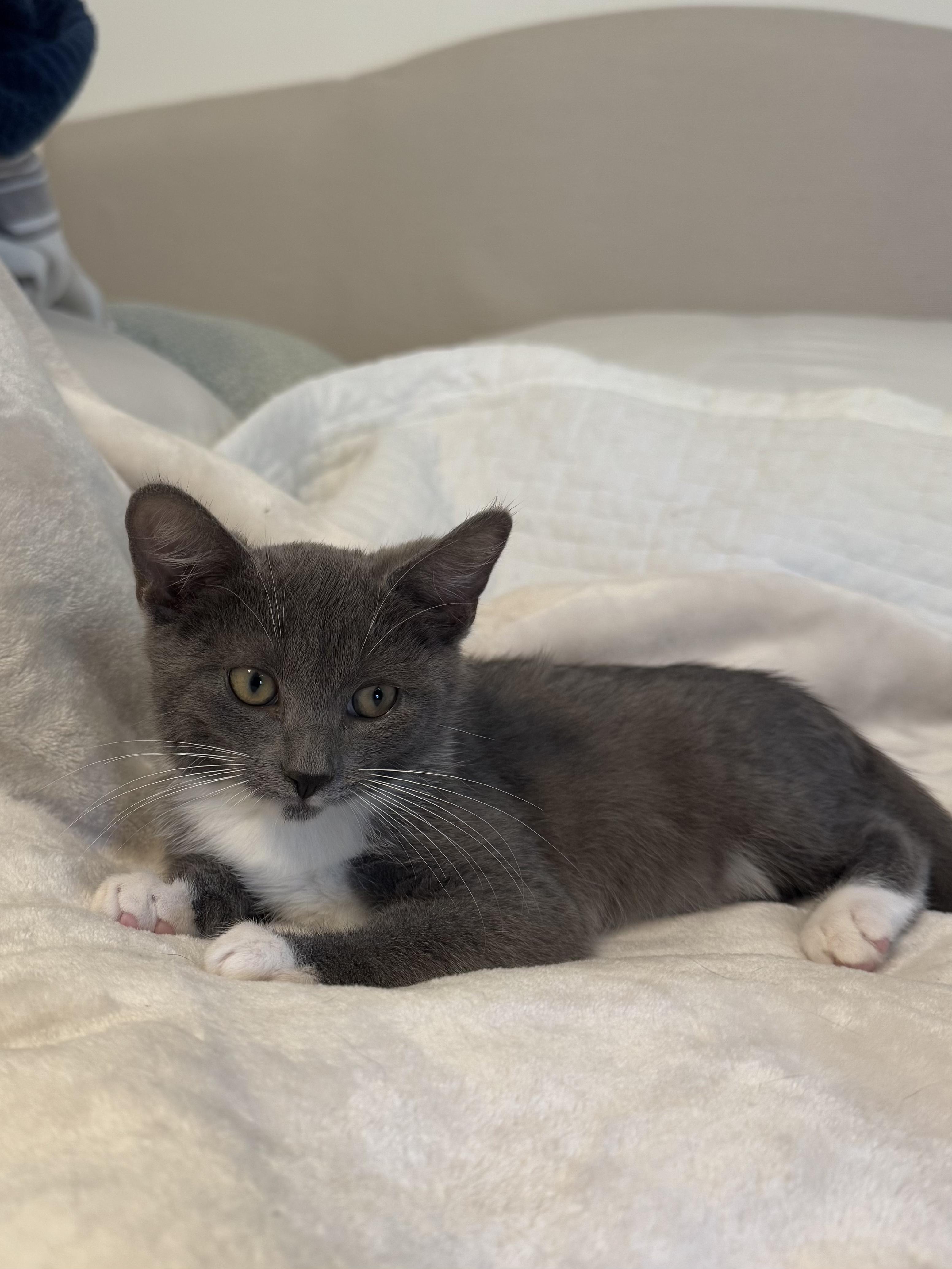 Socks, Adoptable, Kitten Male Domestic Short Hair.