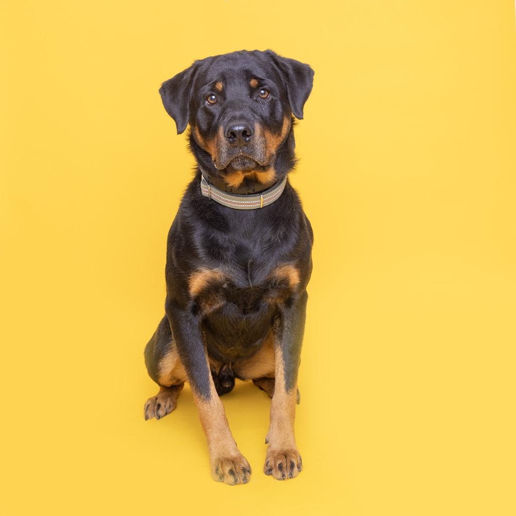 Rex, Adoptable, Adult Male Mixed Breed.