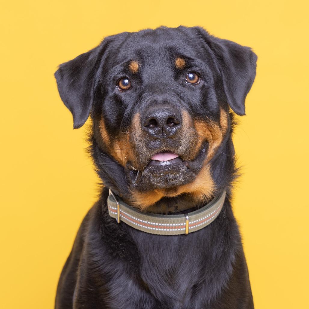 Enlarge Rex, a Adoptable Mixed Breed in Franklin, TN image 2/3