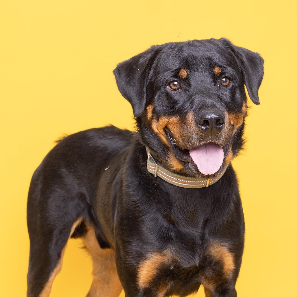 Enlarge Rex, a Adoptable Mixed Breed in Franklin, TN image 3/3
