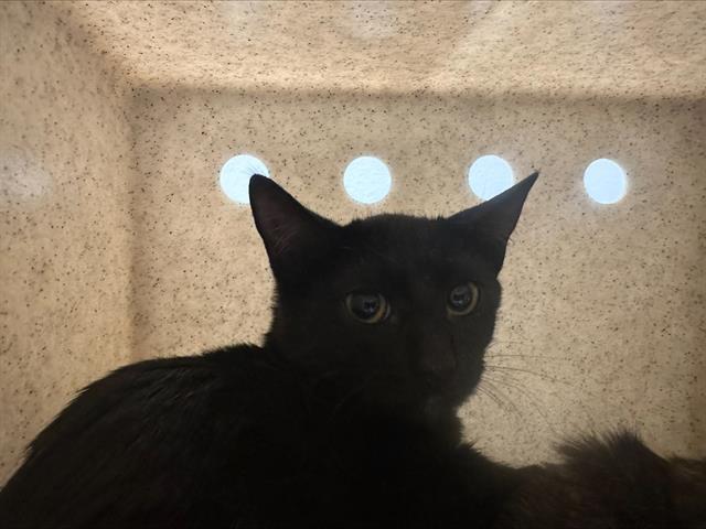 Enlarge GREENBEAN, a Adoptable Domestic Short Hair in Kent, WA image 1/1