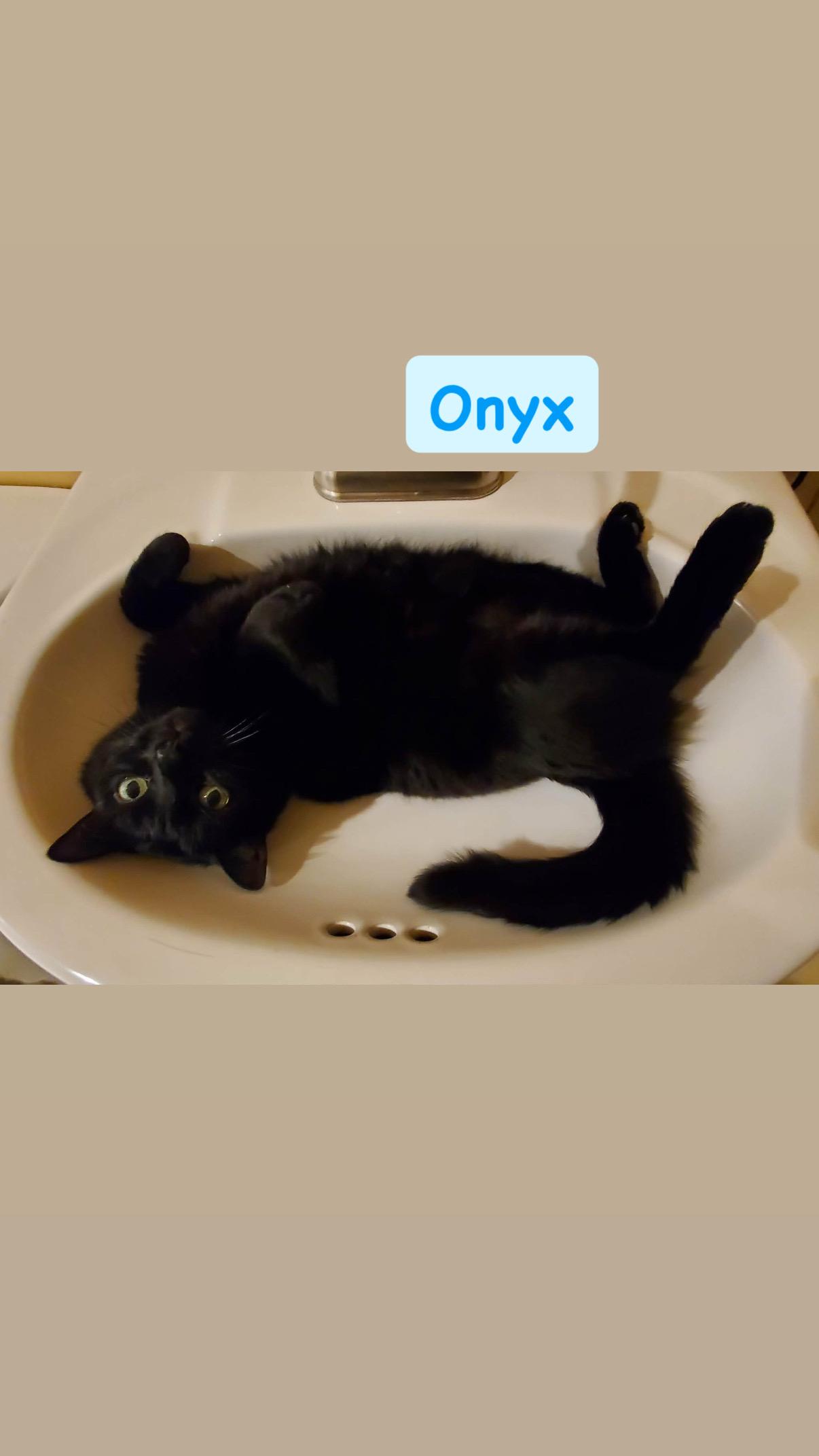 Enlarge Onyx, a ADOPTABLE Domestic Medium Hair in Crown Point, IN image 1/1