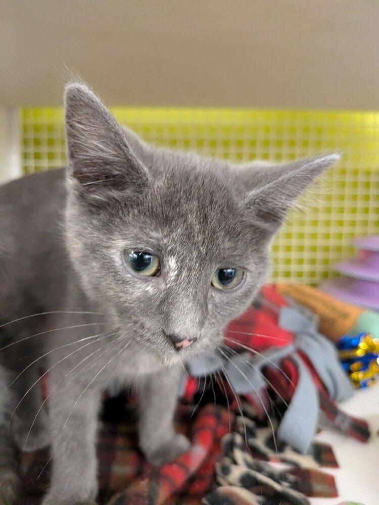 Posey, Adoptable, Kitten Female Domestic Short Hair.