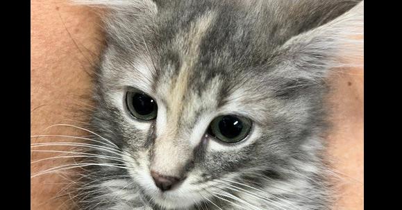 Enlarge Posey, a Adoptable Domestic Short Hair in Anoka, MN image 2/2