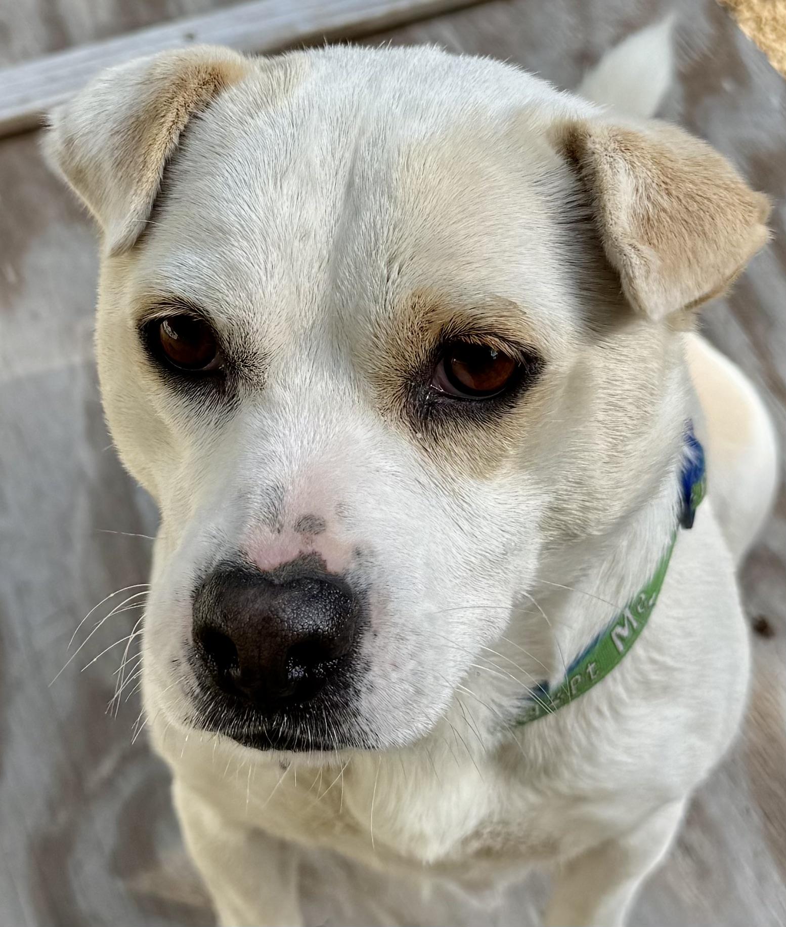 BELLA, a Adoptable Mixed Breed in Sandston, VA image 2/6