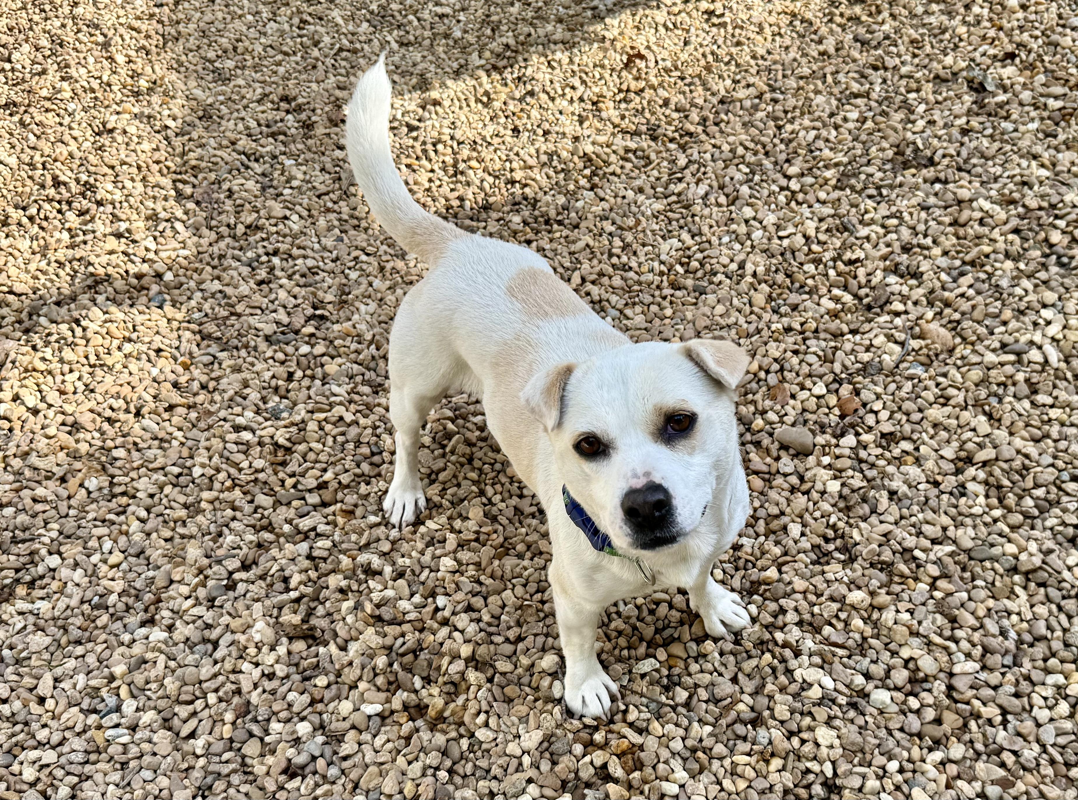 BELLA, a Adoptable Mixed Breed in Sandston, VA image 3/6