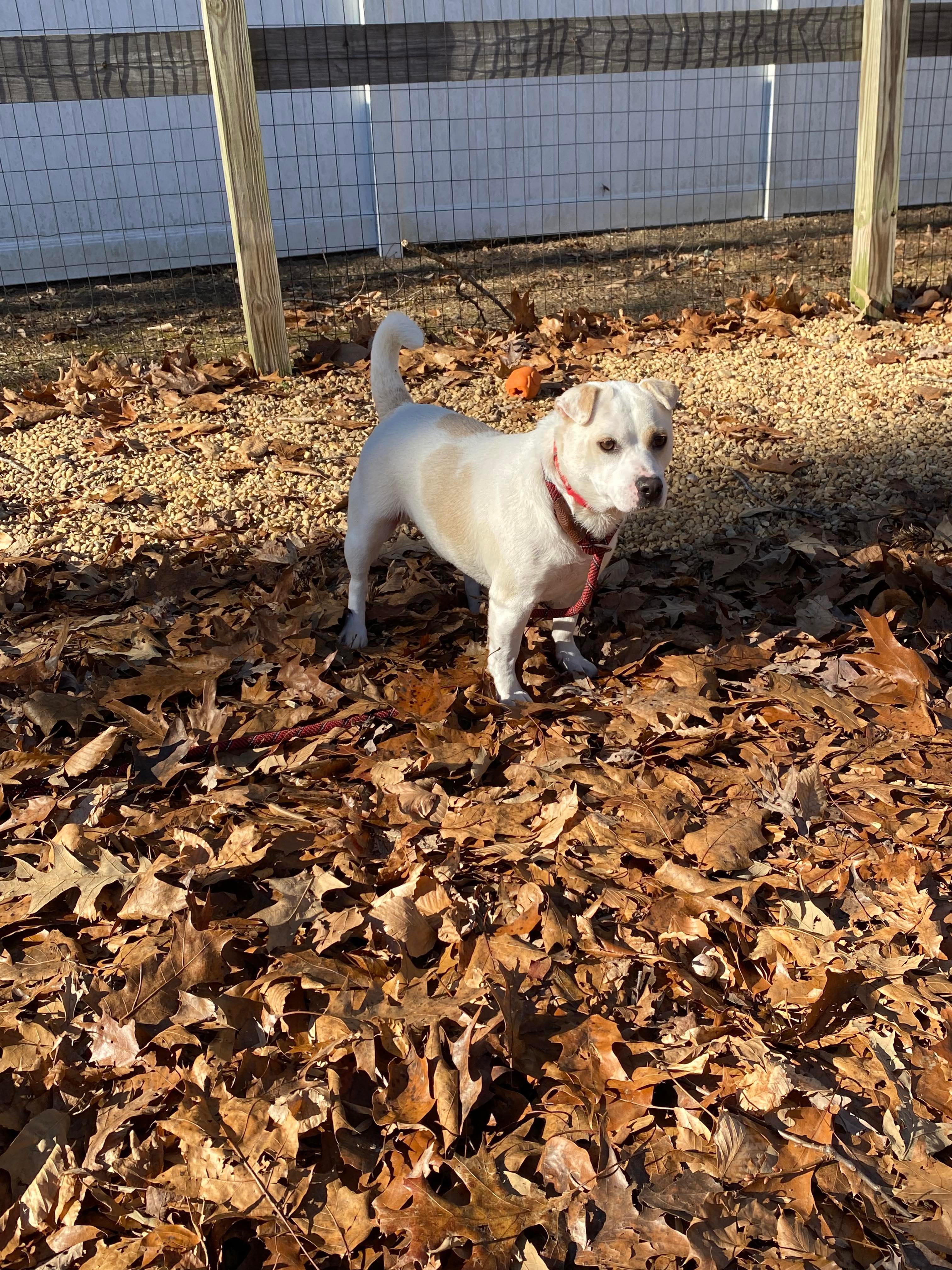 BELLA, a Adoptable Mixed Breed in Sandston, VA image 4/6