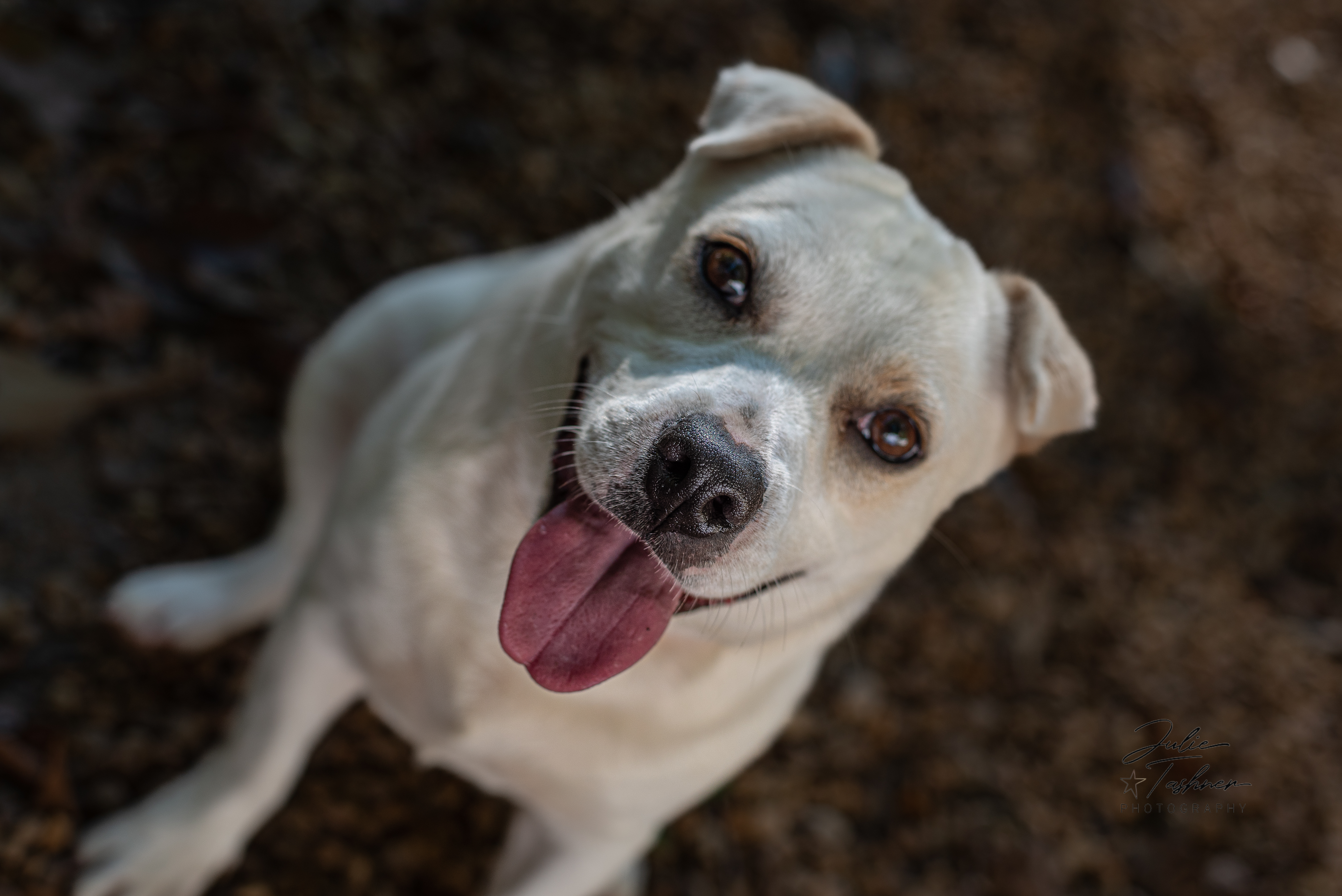 BELLA, a Adoptable Mixed Breed in Sandston, VA image 5/6