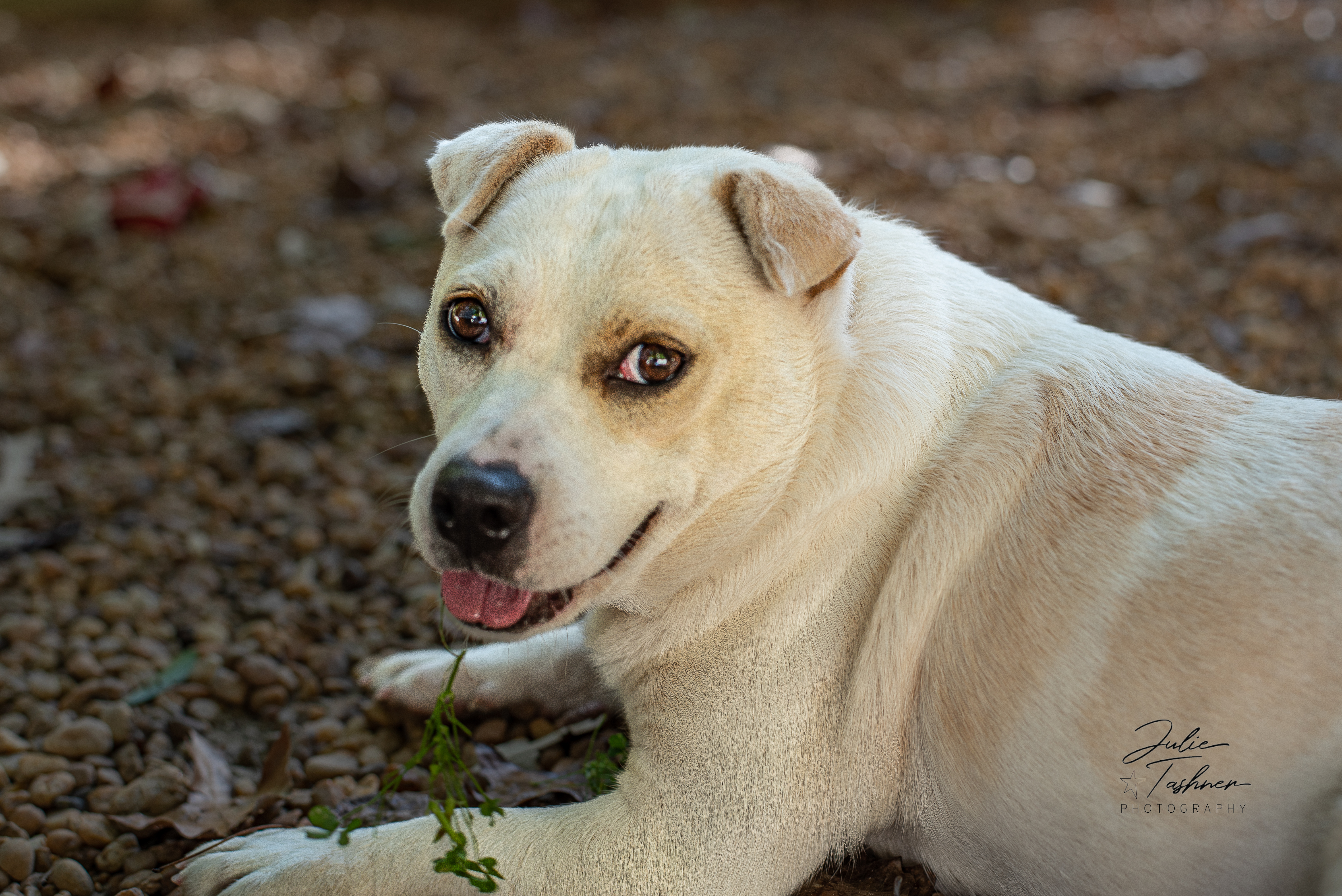 BELLA, a Adoptable Mixed Breed in Sandston, VA image 6/6