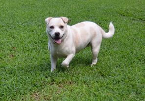 BELLA, Adoptable, Adult Female Mixed Breed.