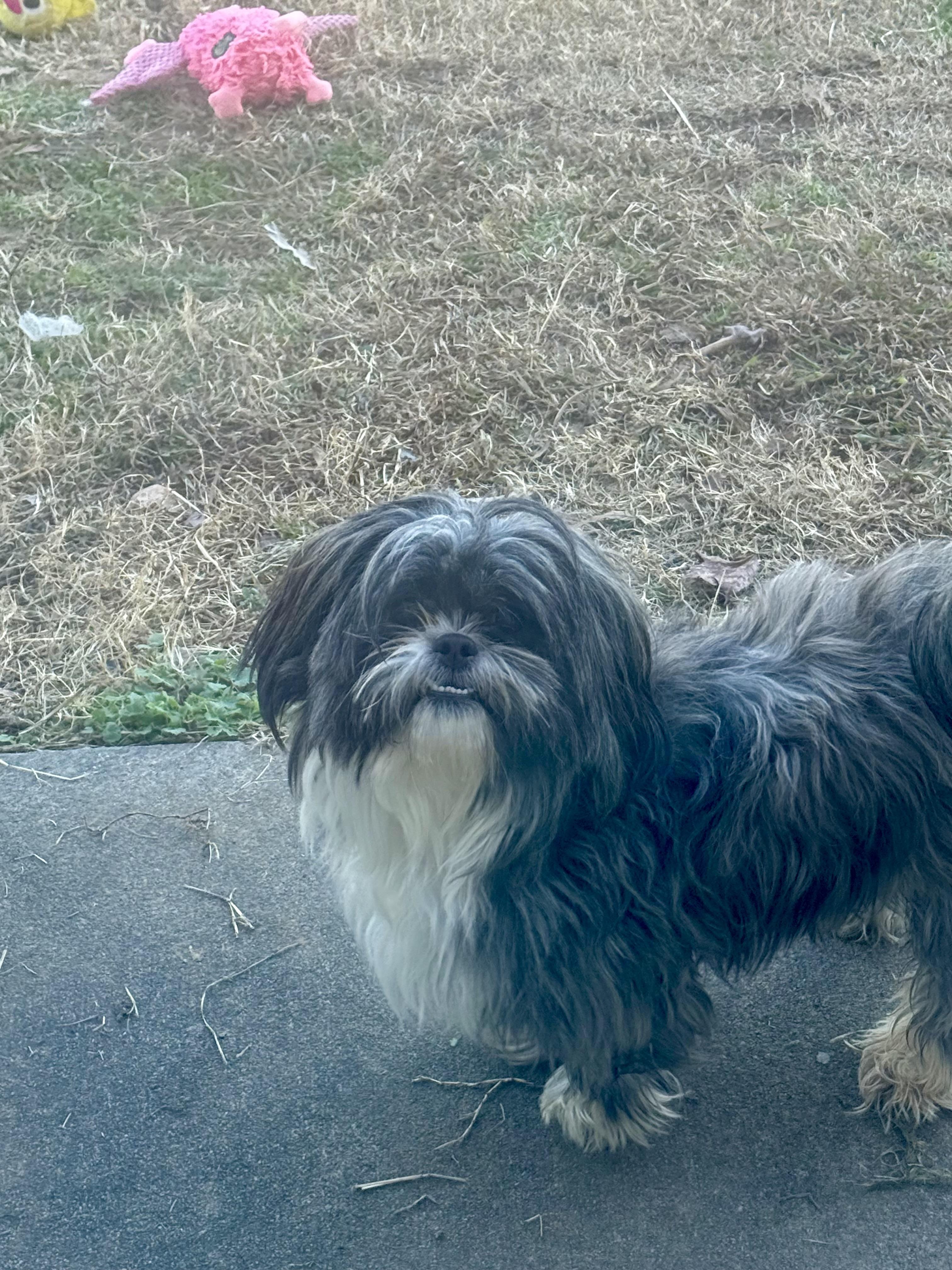Enlarge Donner, an adopted Shih Tzu in Mooresville, NC image 2/2