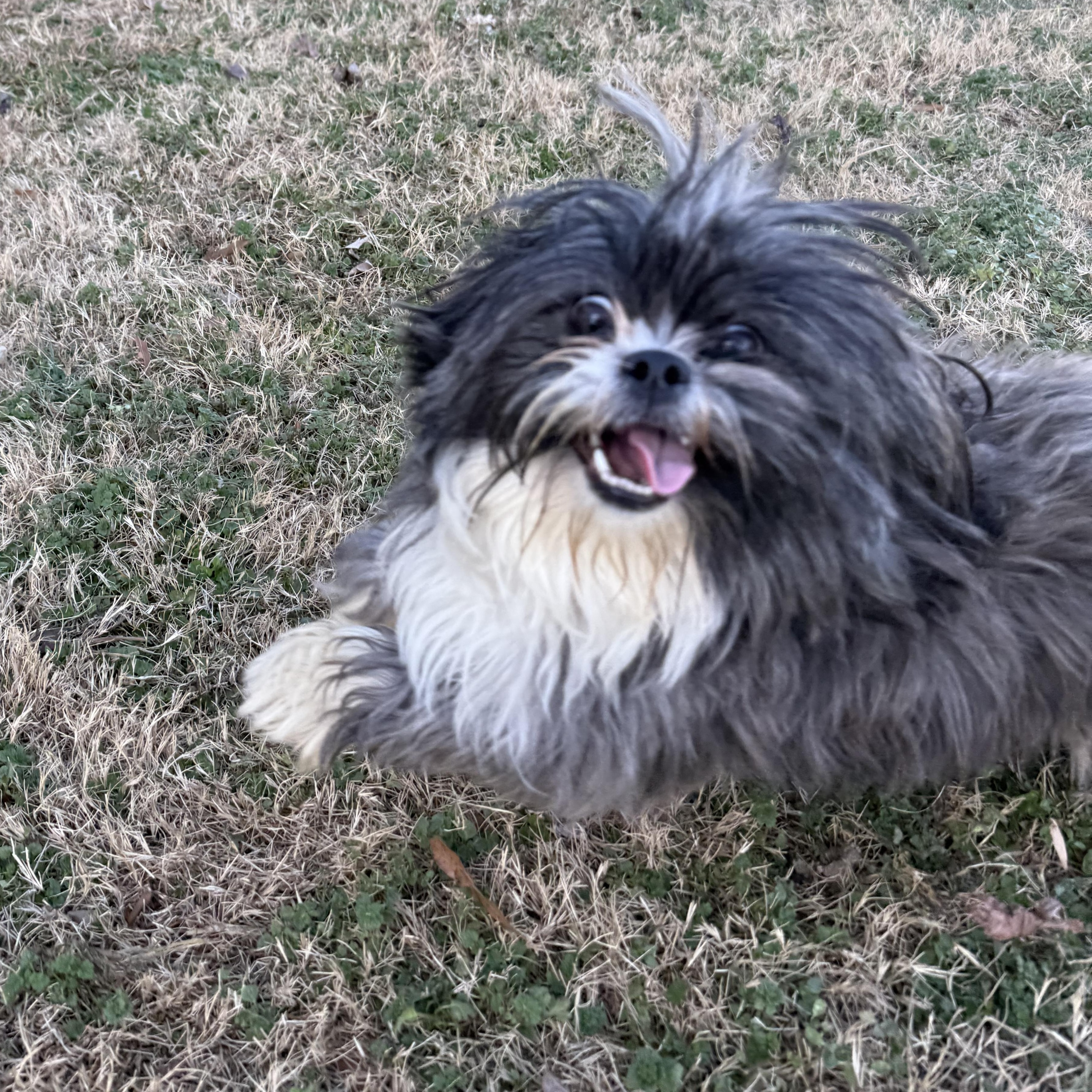 Enlarge Donner, an adopted Shih Tzu in Mooresville, NC image 1/2