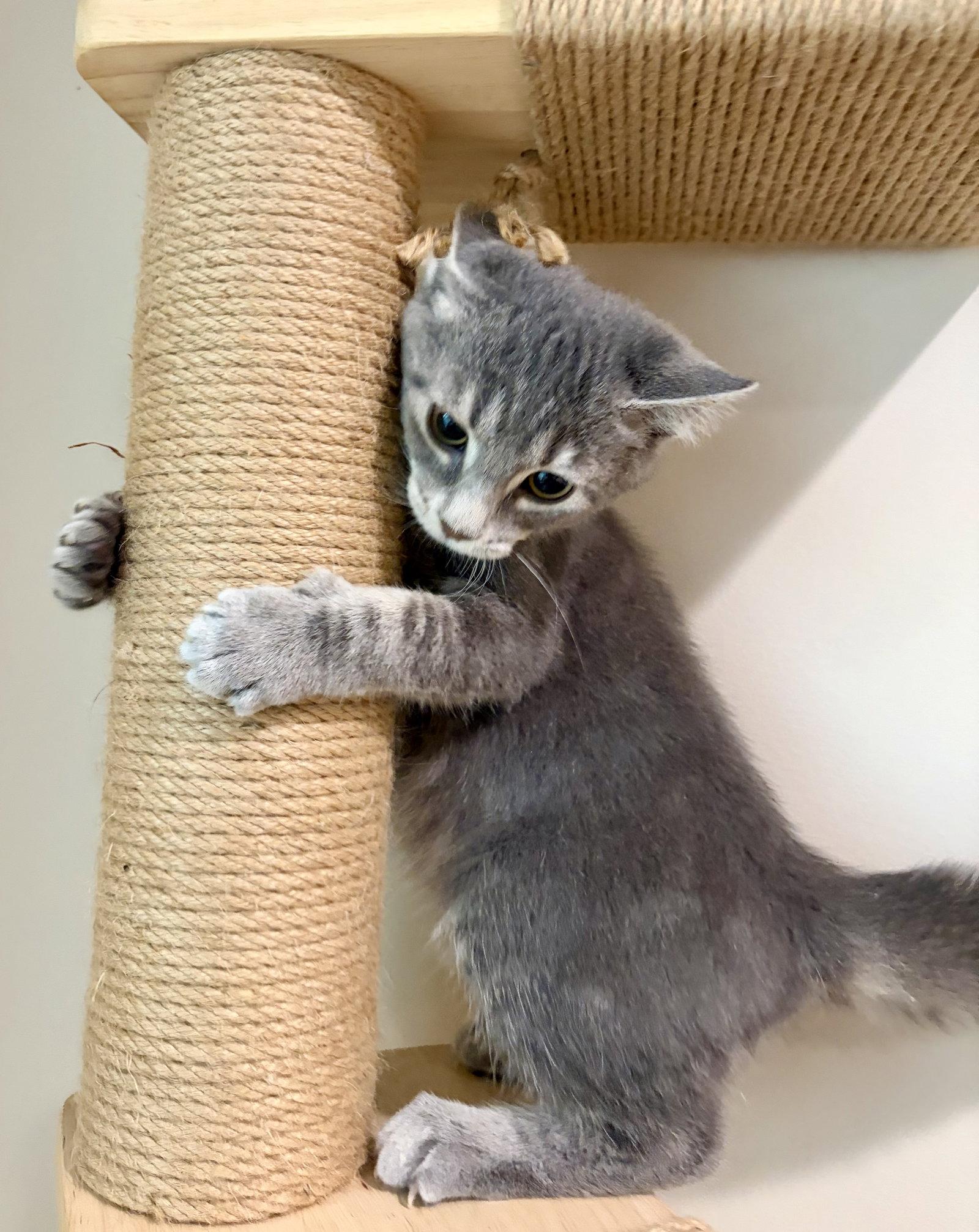 Enlarge Periwinkle, a Adoptable Domestic Short Hair in Rootstown, OH image 1/3