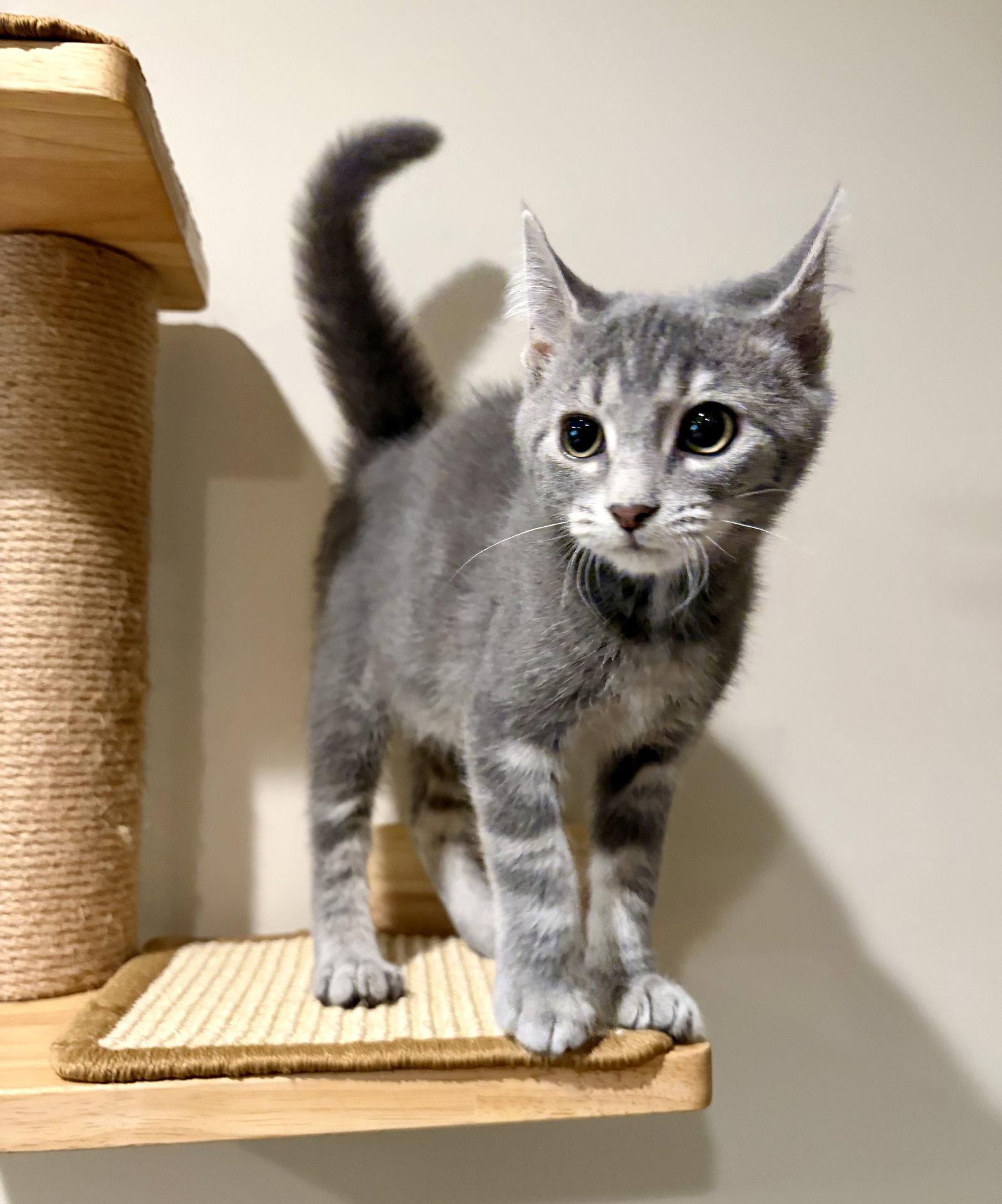 Enlarge Periwinkle, a Adoptable Domestic Short Hair in Rootstown, OH image 2/3