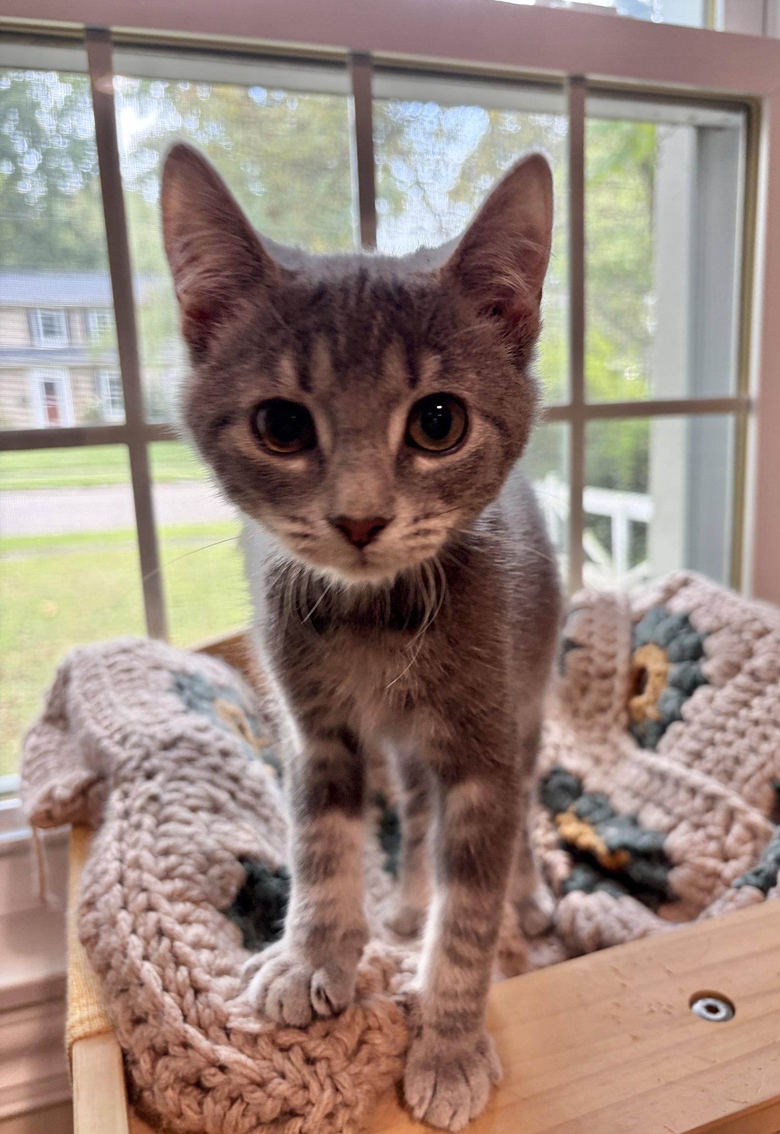 Enlarge Periwinkle, a Adoptable Domestic Short Hair in Rootstown, OH image 3/3