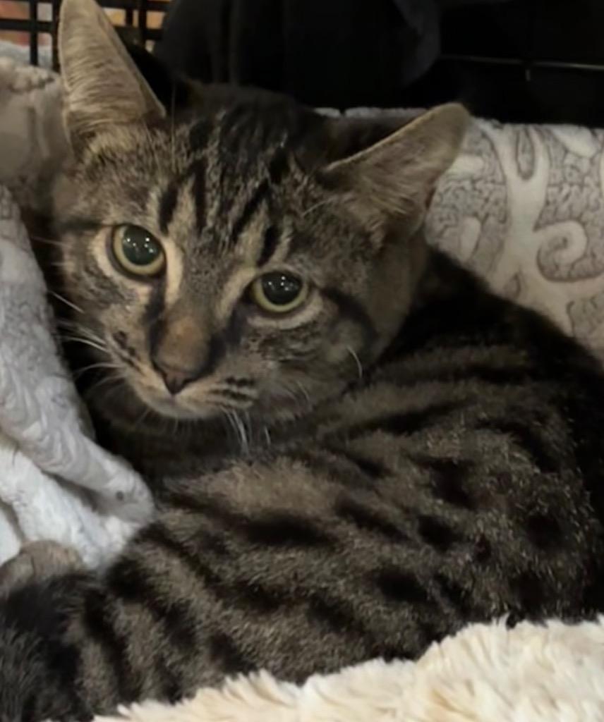 DARBY, Adoptable, Young Male Domestic Short Hair.