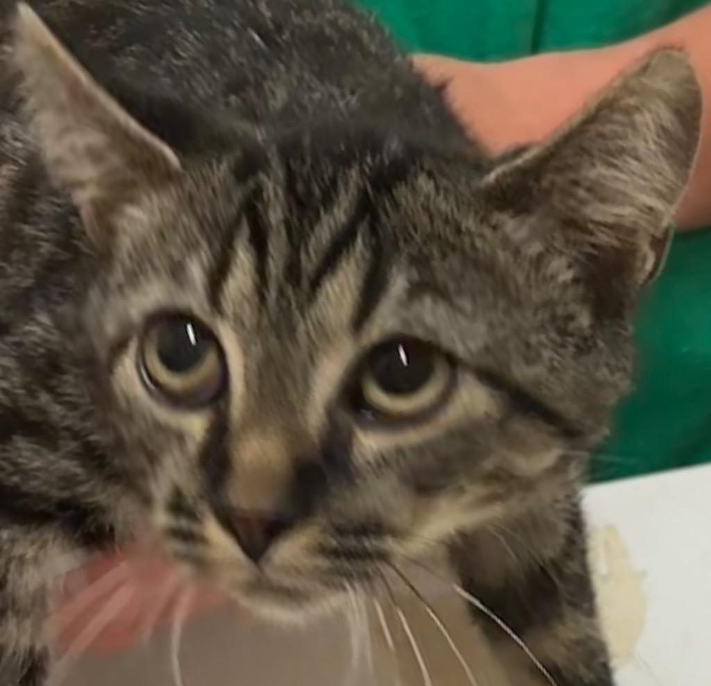 DARBY, a Adoptable mixed breed in Elizabethton, TN image 2/2