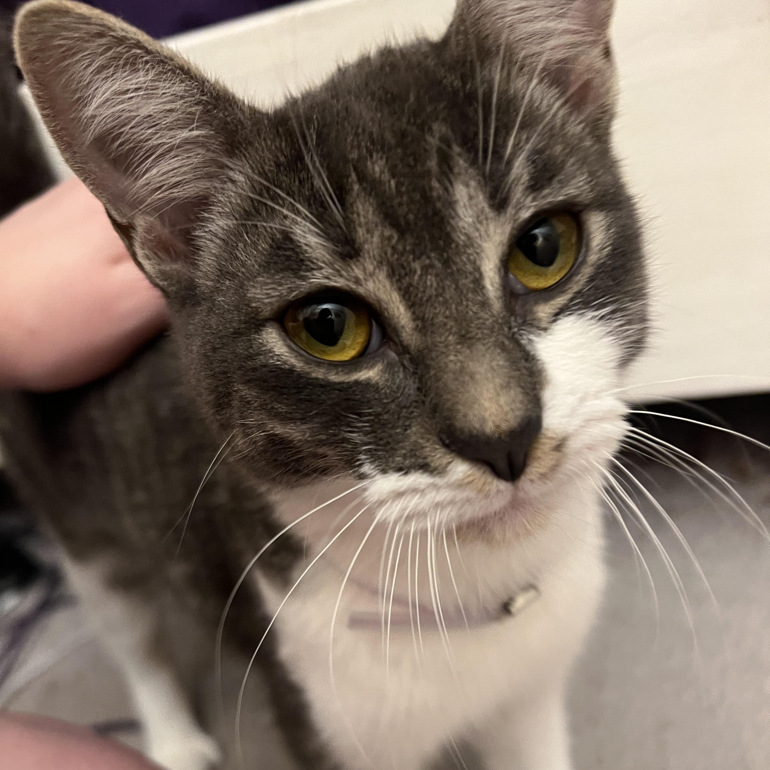 Enlarge Melvin, a Adoptable Domestic Short Hair in Boise, ID image 3/6