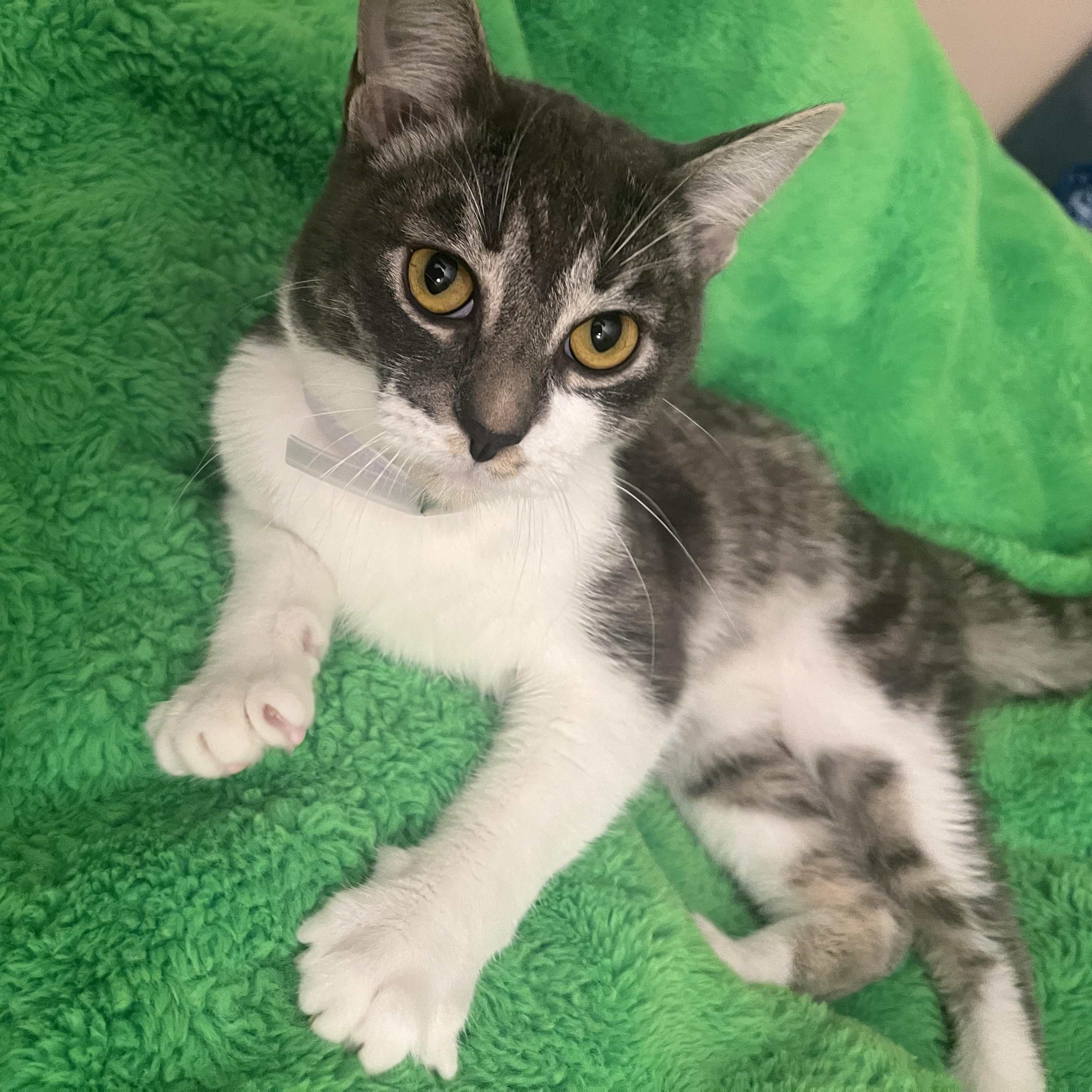 Melvin, Adoptable, Kitten Male Domestic Short Hair.