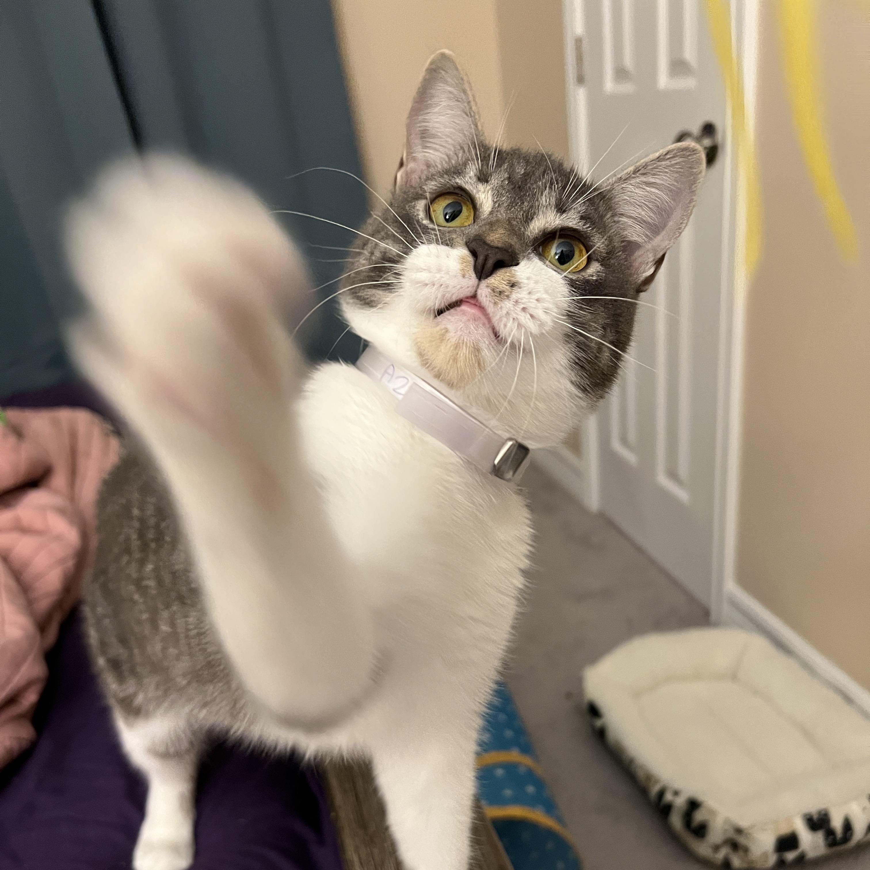 Enlarge Melvin, a Adoptable Domestic Short Hair in Boise, ID image 5/6