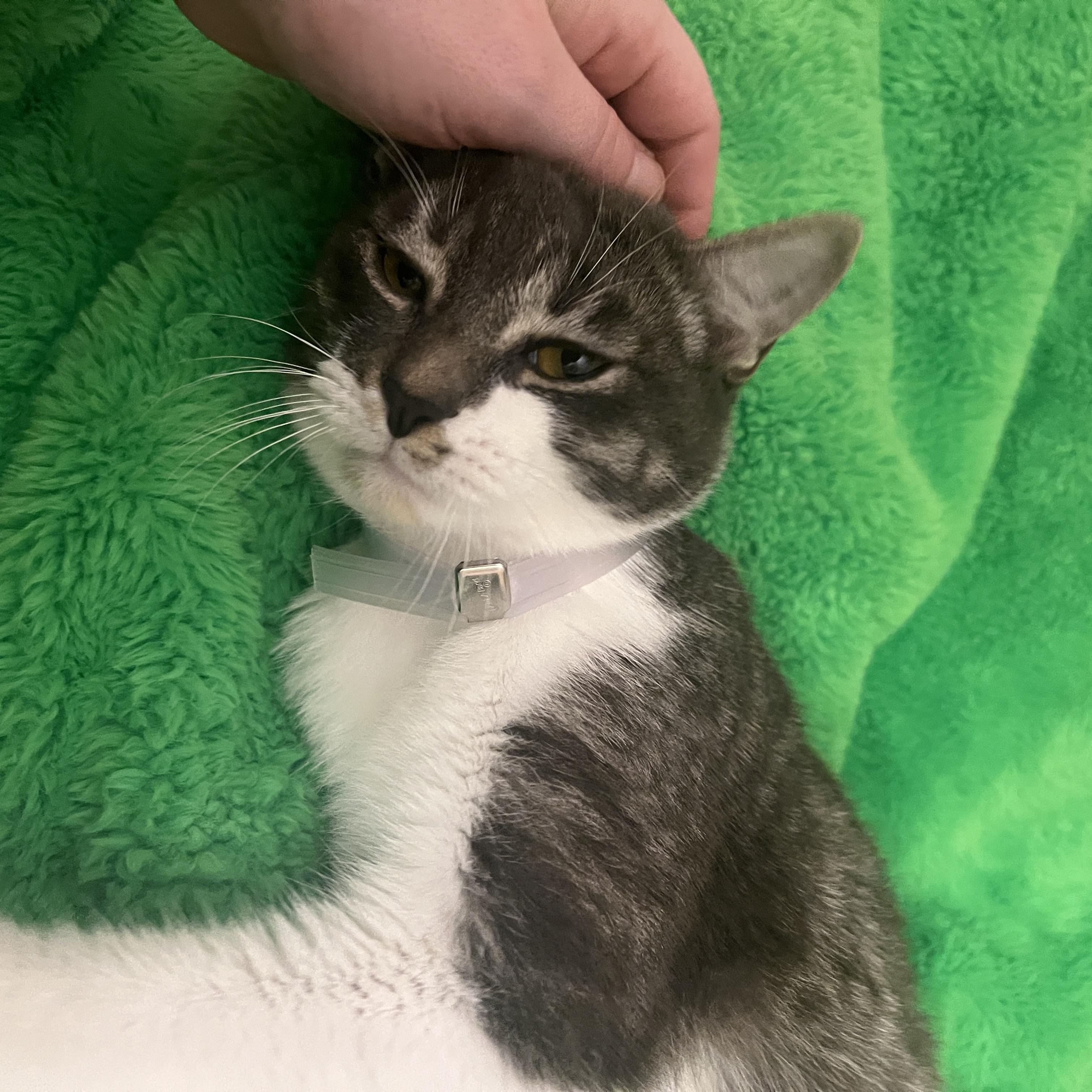 Enlarge Melvin, a Adoptable Domestic Short Hair in Boise, ID image 4/6