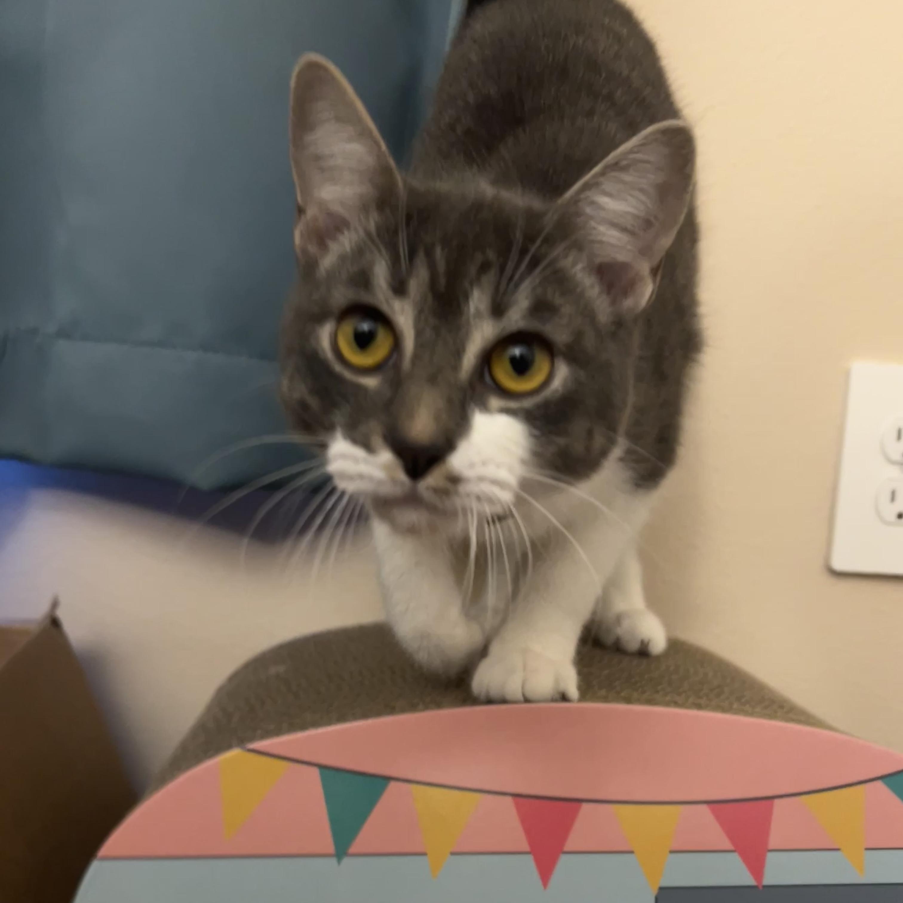 Enlarge Melvin, a Adoptable Domestic Short Hair in Boise, ID image 6/6