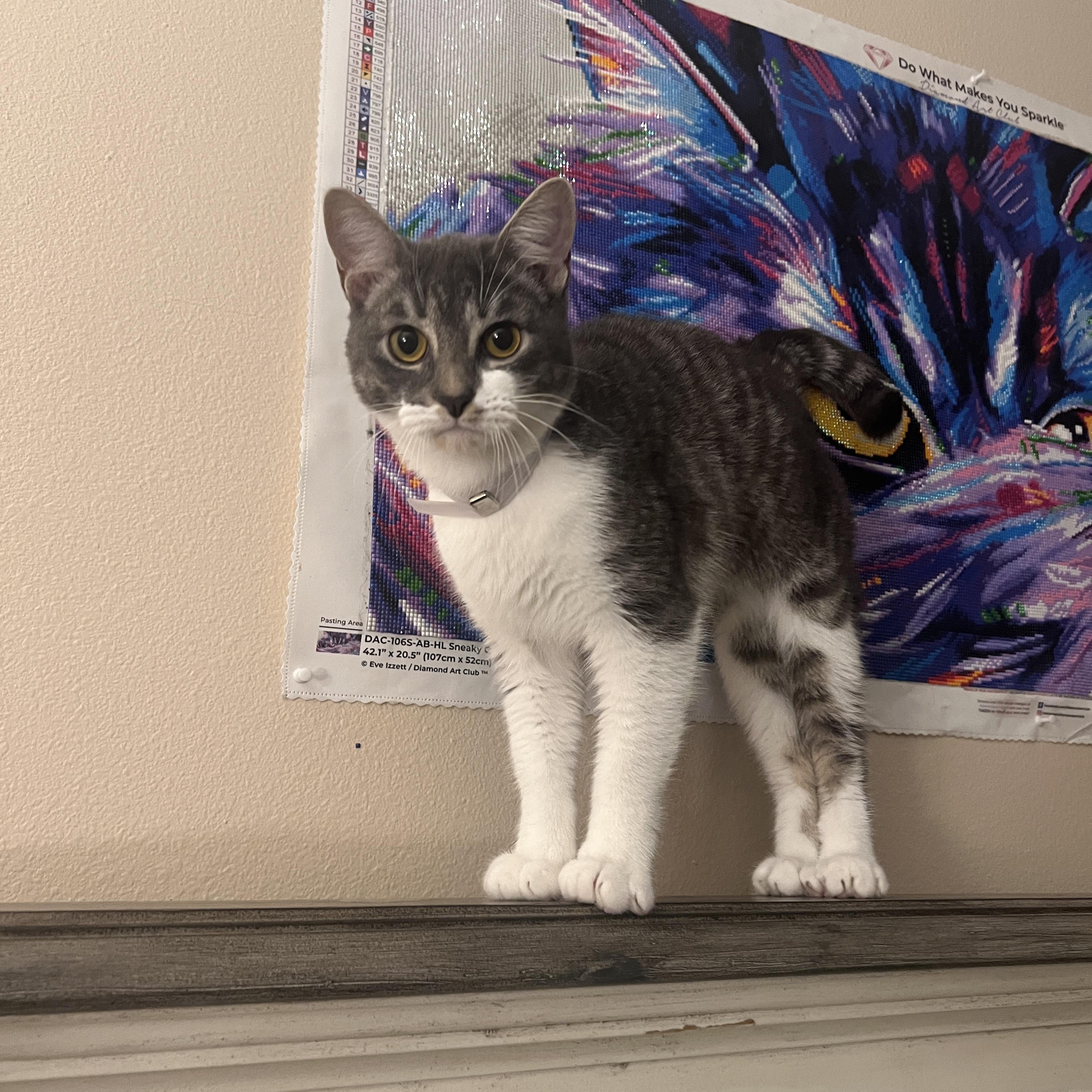 Enlarge Melvin, a Adoptable Domestic Short Hair in Boise, ID image 2/6