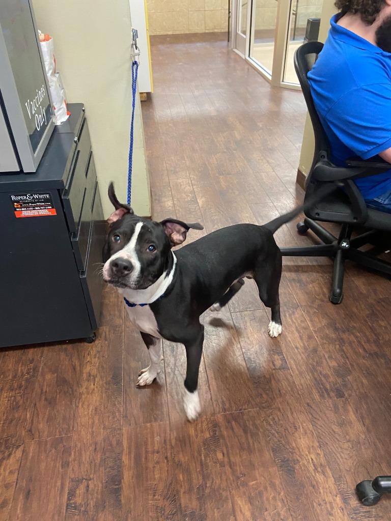 Dog Kennel #3, Adoptable, Young Male Pit Bull Terrier & Mixed Breed.