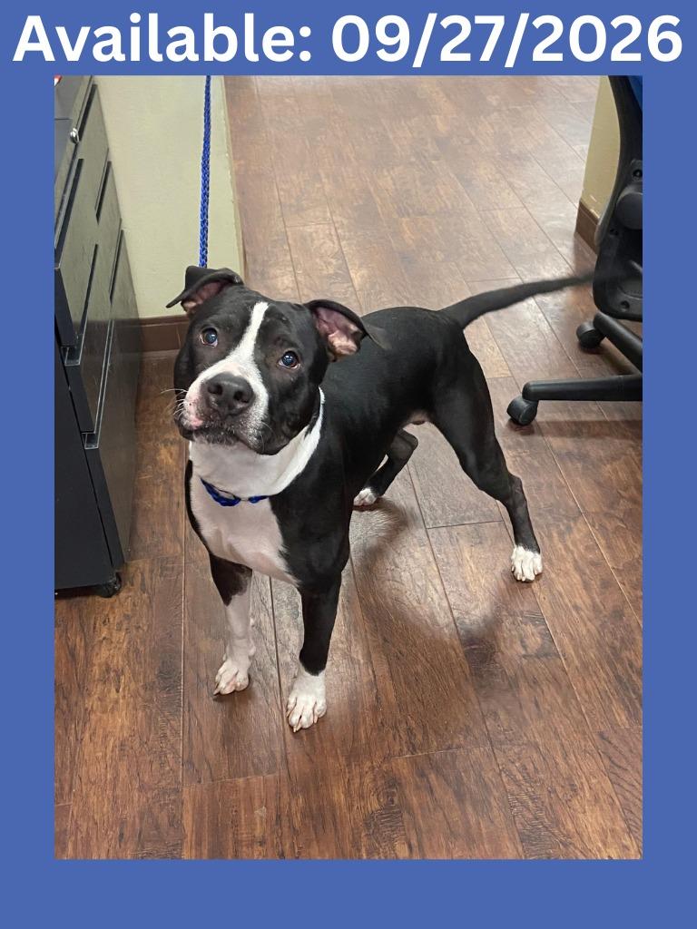 Enlarge Dog Kennel #3, a Adoptable mixed breed in Greenville, TX image 2/2