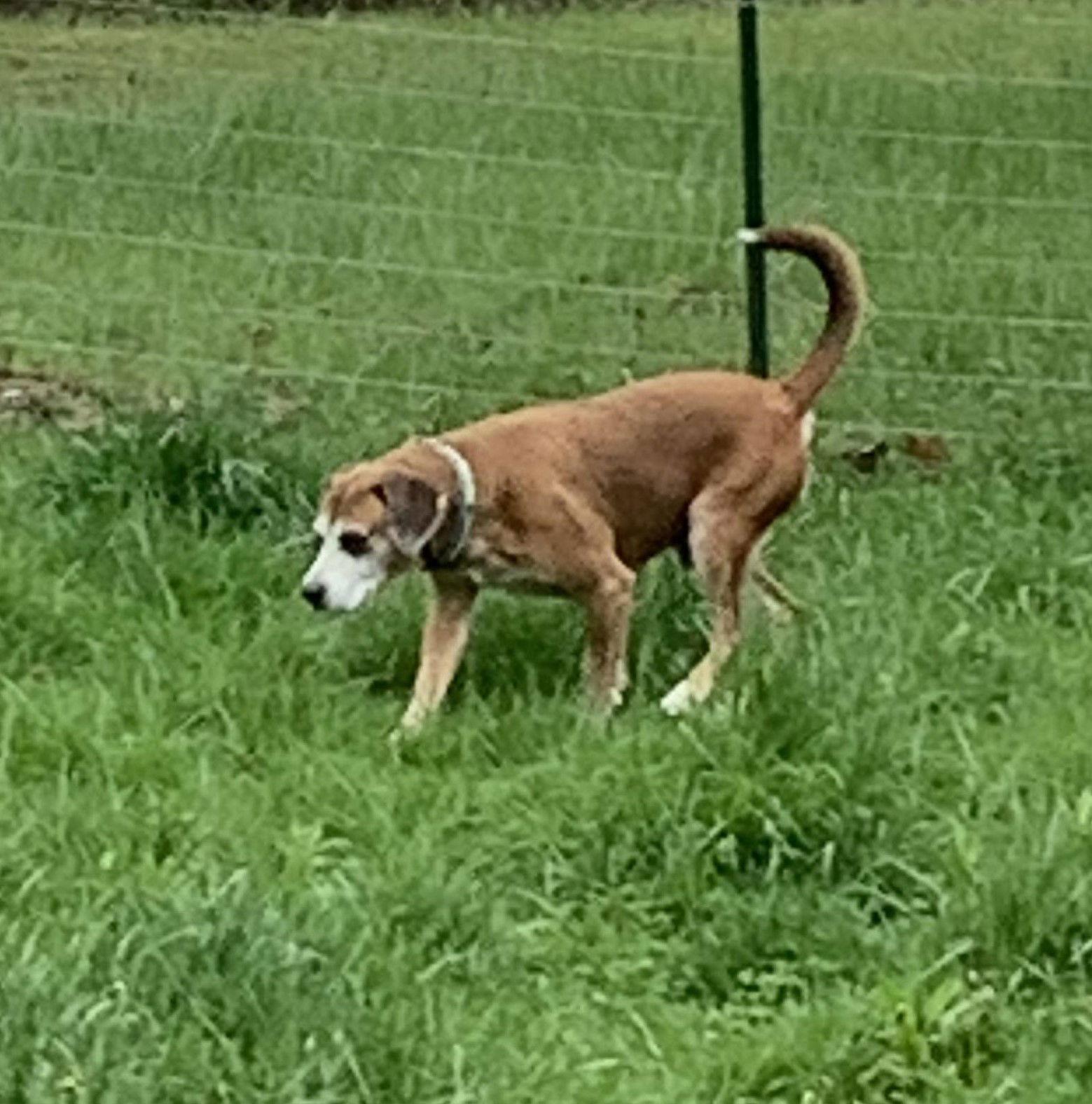 Twiggy, a Adoptable mixed breed in Newport, KY image 1/3
