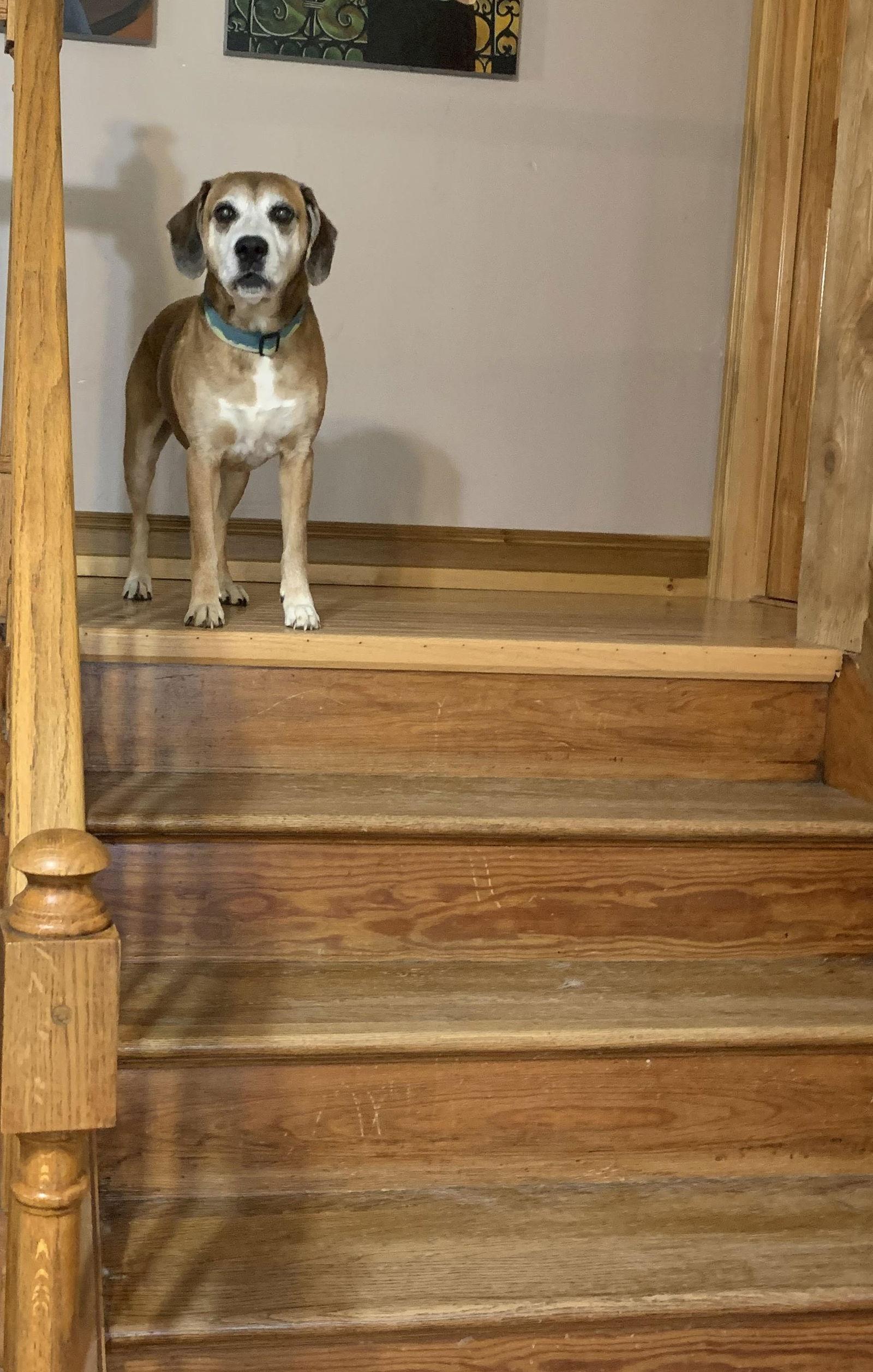 Twiggy, a Adoptable mixed breed in Newport, KY image 2/3