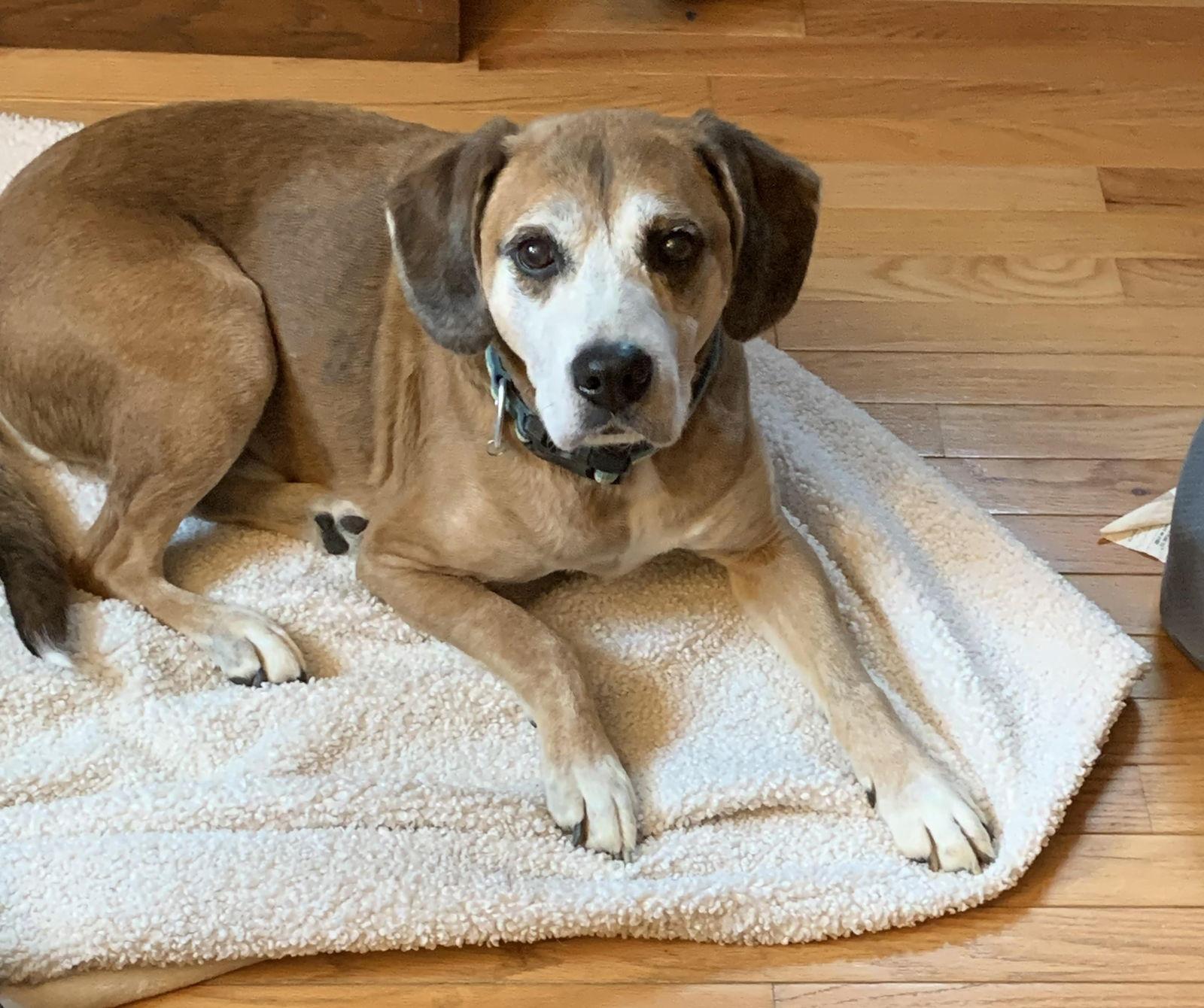 Twiggy, a Adoptable mixed breed in Newport, KY image 3/3