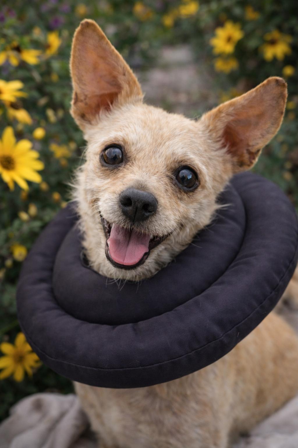 Enlarge Mama Star, a ADOPTABLE mixed breed in Van Nuys, CA image 1/5