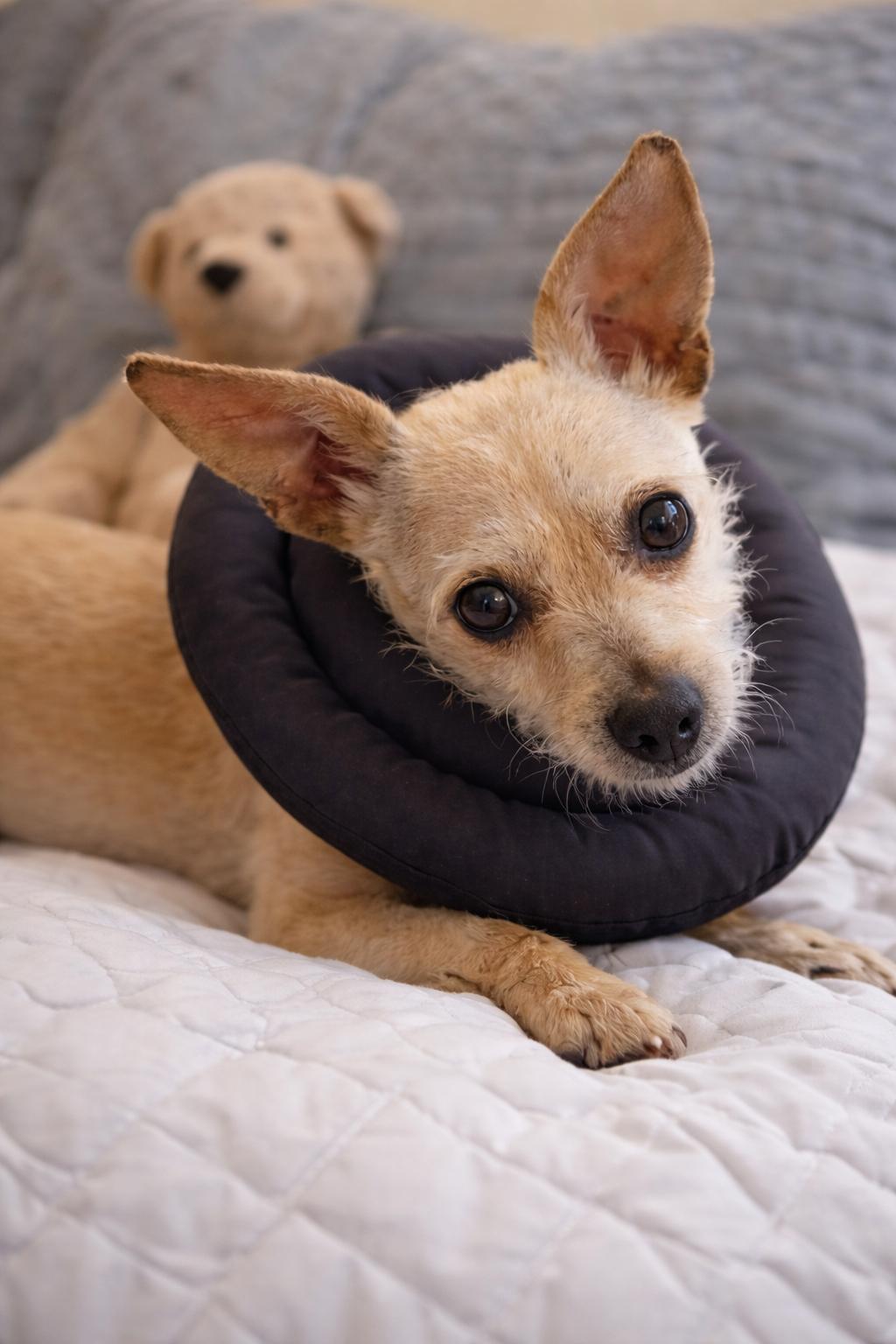 Enlarge Mama Star, a ADOPTABLE mixed breed in Van Nuys, CA image 4/5