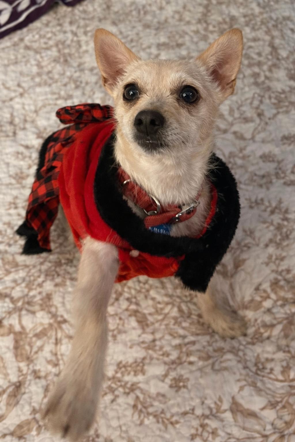 Enlarge Mama Star, a ADOPTABLE mixed breed in Van Nuys, CA image 2/5