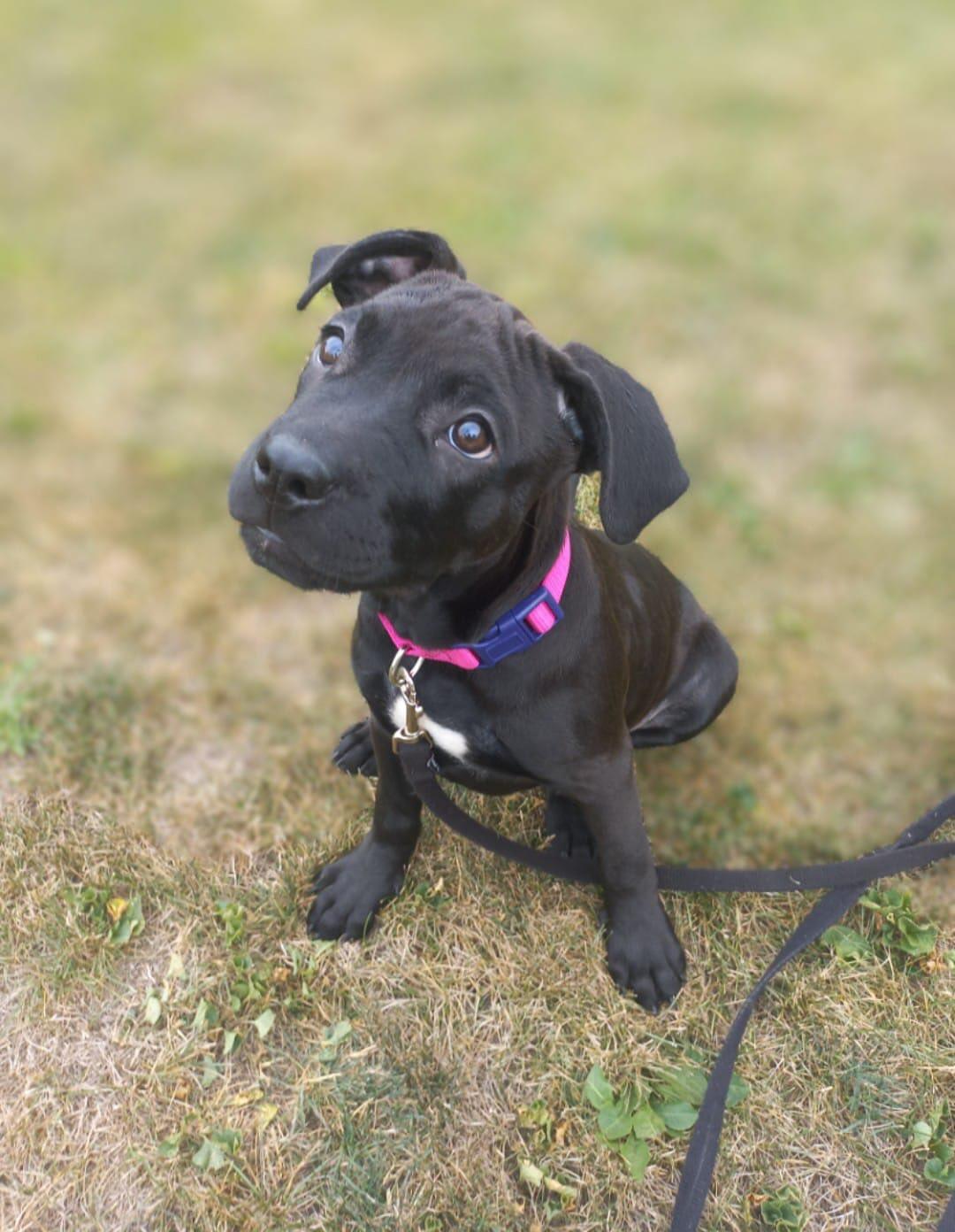 Onyx