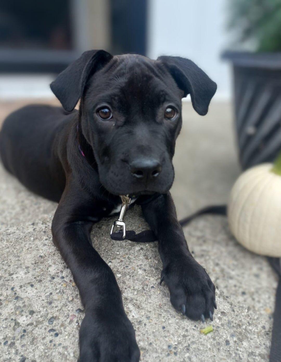 Onyx