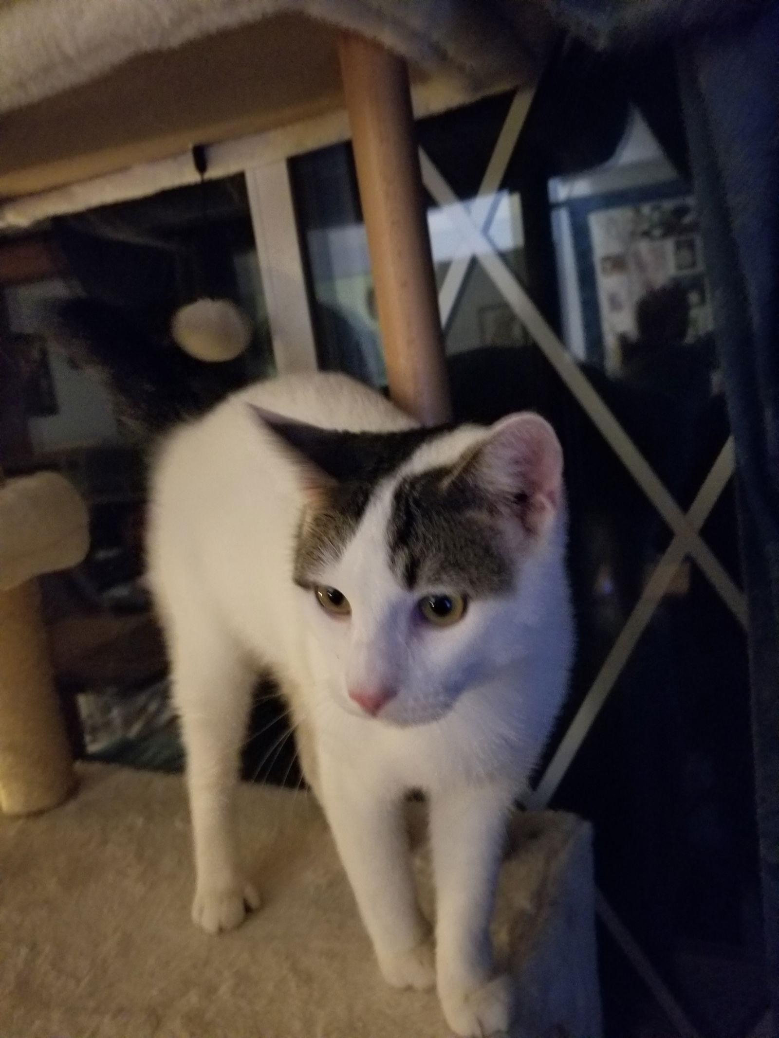 FROSTY, Adoptable, Young Male Domestic Short Hair & Turkish Van.