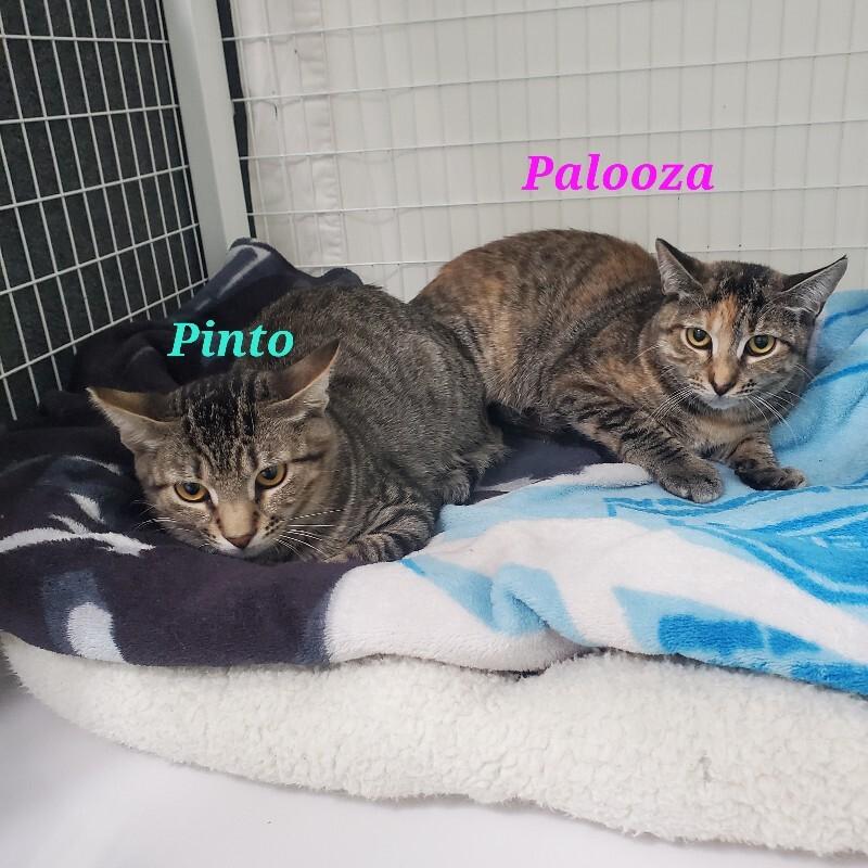 Enlarge Palooza, a Adoptable Domestic Short Hair in Diamond Springs, CA image 1/4