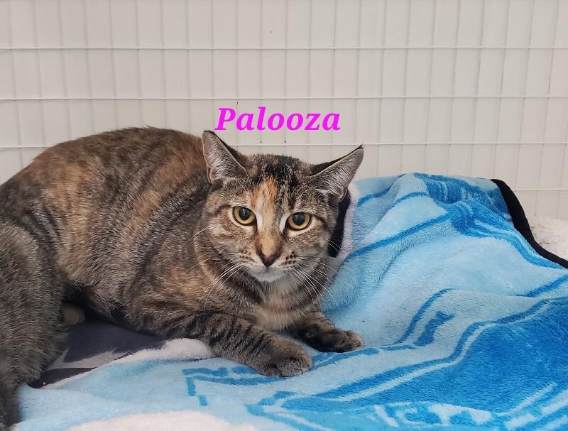 Enlarge Palooza, a Adoptable Domestic Short Hair in Diamond Springs, CA image 2/4